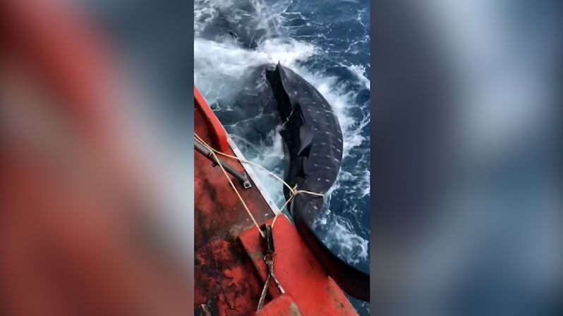 Grandiózní úlovek: Rybáři chytili 12metrového žraloka